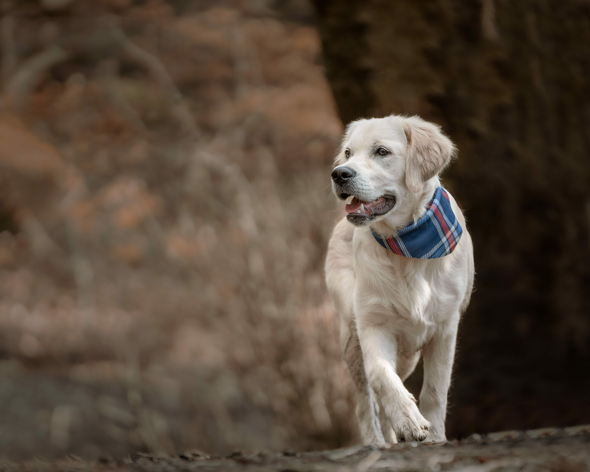 Relaxed outdoor family & dog photography session in the Staffordshire countryside